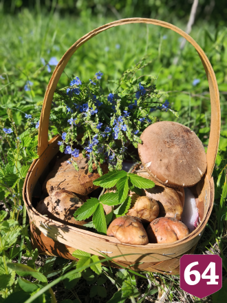 Саратовцы пожаловались на червивые грибы в лесу